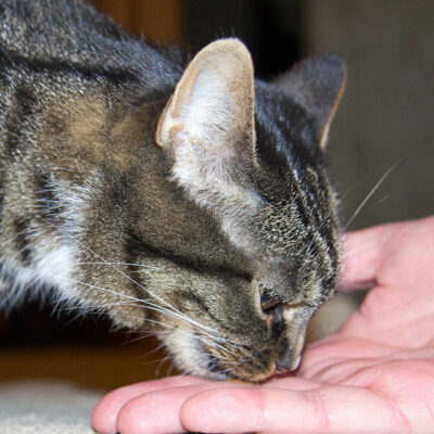 4 DIY No-cook Cat Treats