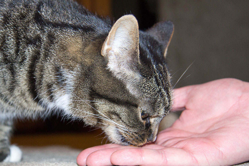 4 DIY No-cook Cat Treats