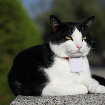 4 Top GPS Trackers for Pets