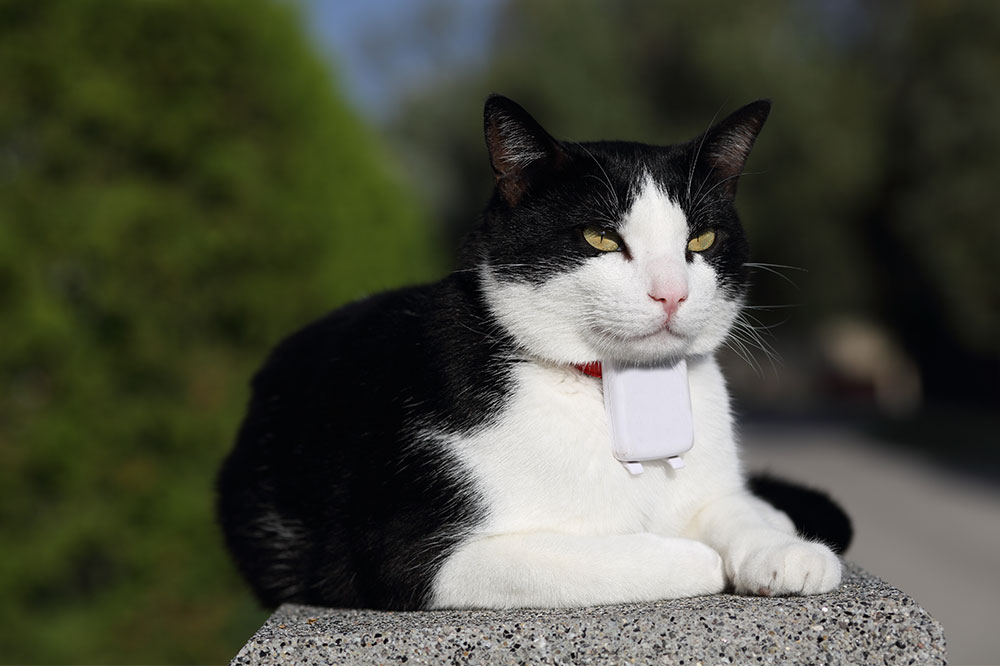4 Top GPS Trackers for Pets