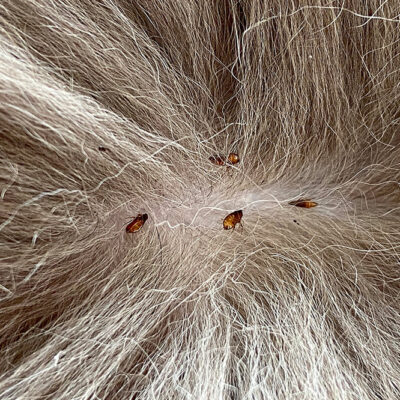 5 Natural Ways to Prevent Fleas and Ticks