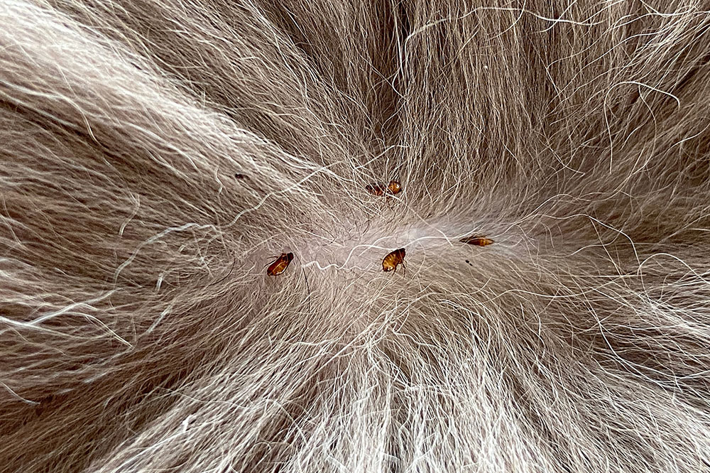 5 Natural Ways to Prevent Fleas and Ticks