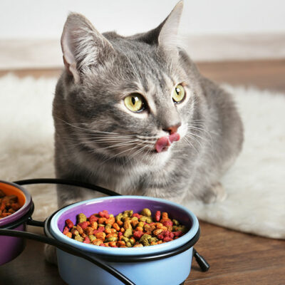 5 Tips to Improve a Cat’s Eating Habits