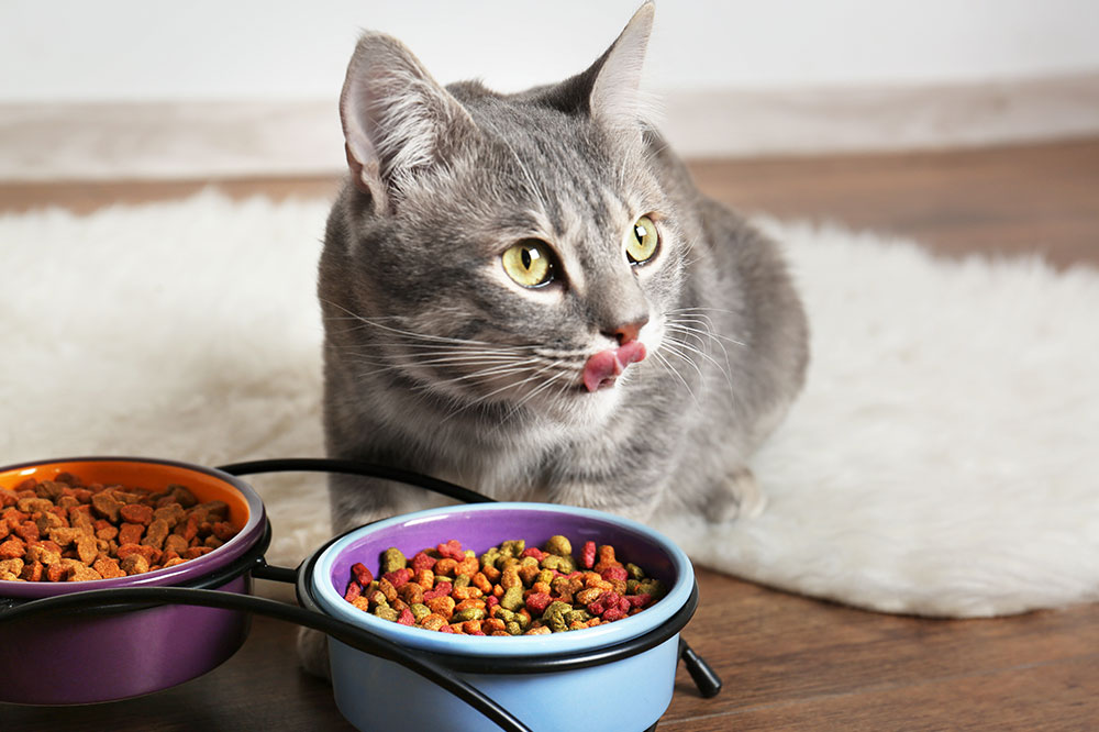 5 Tips to Improve a Cat’s Eating Habits