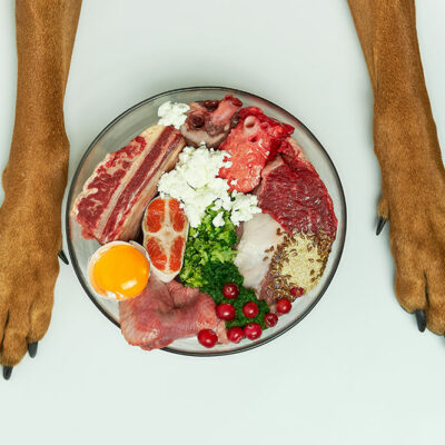 5 Tips to Improve a Dog’s Eating Regimen