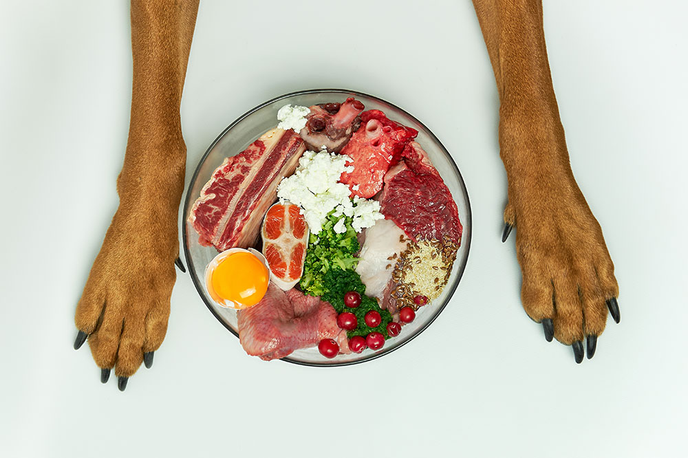 5 Tips to Improve a Dog’s Eating Regimen