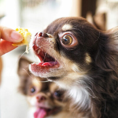 Foods That Trigger Allergies in Dogs