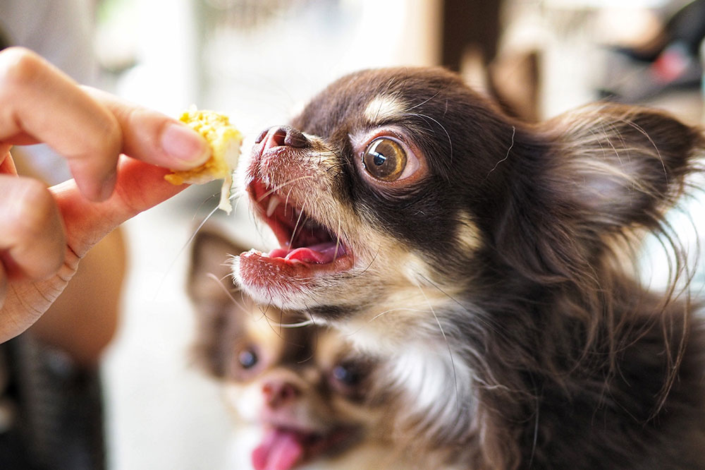 Foods That Trigger Allergies in Dogs
