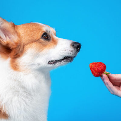 Top 5 Hypoallergenic Foods for Dogs