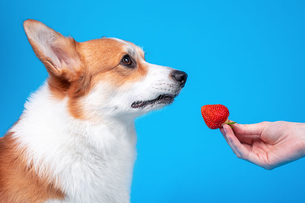 Top 5 Hypoallergenic Foods for Dogs